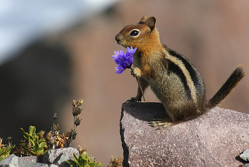 flower from squirrel