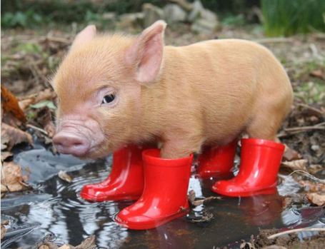 pig in boots
