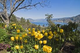 linden garden tulips