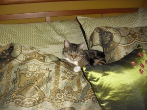 Africa feeling content 