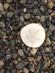 Sand dollar in Parksville