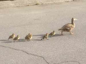 On my street, leadership demonstration