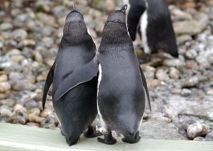 watch that flipper buddy