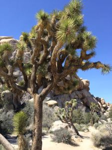 JoshuaTree
