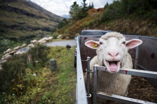 _85617781_902c5d27-d466-4b7f-911e-447d69fed6ad