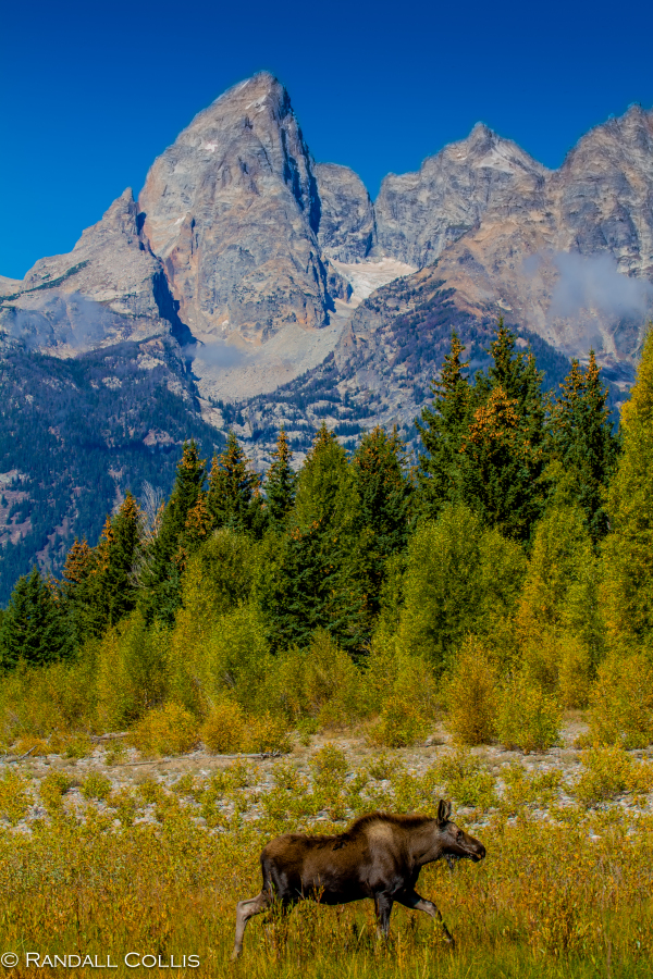 Jackson-Grand Tetons-519