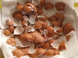 eggshells