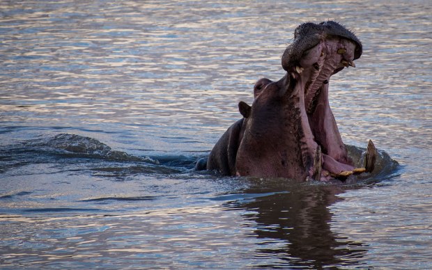 Hippo in the Luangwa River Yawns