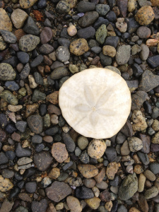 Sand dollar in Parksville