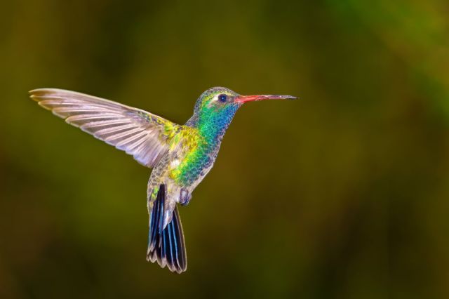 hummingbird4